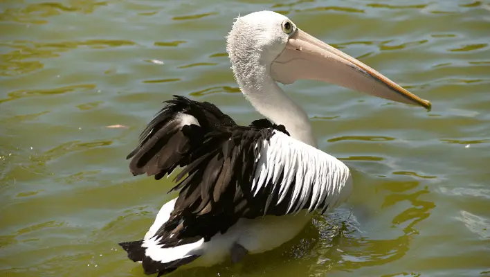 Female Pelican Names