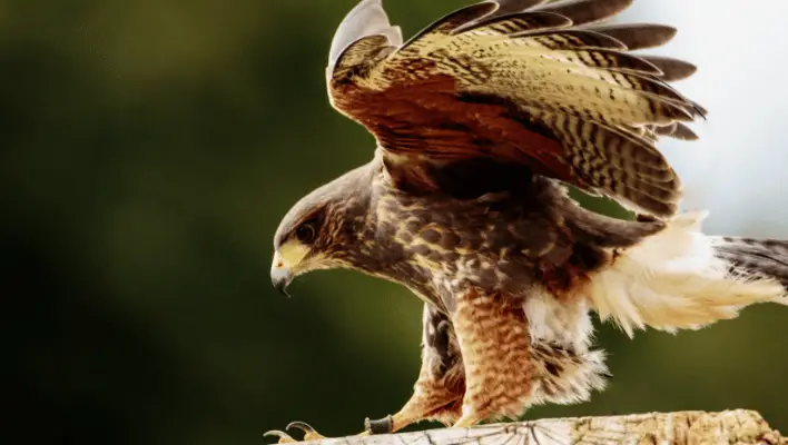 400+ Cool And Catchy Hawk Names 2024