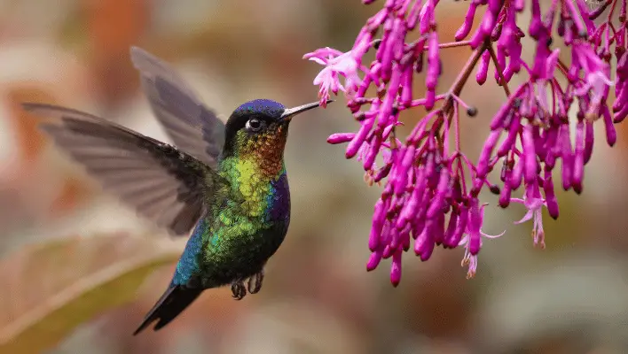 300+ Cool And Catchy Hummingbird Names 2024