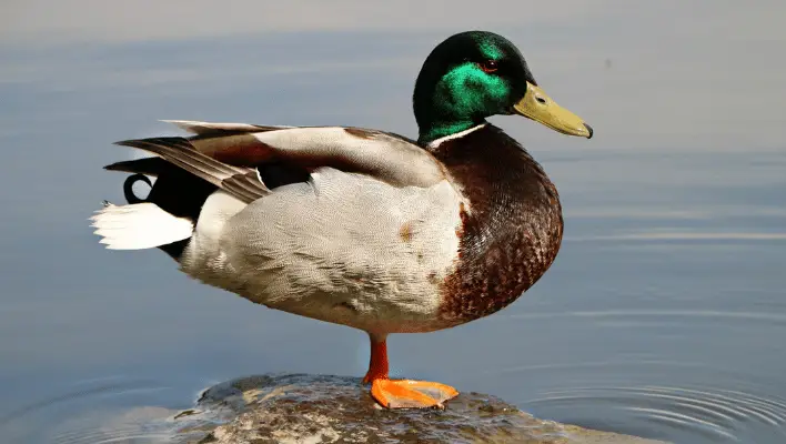 Male Duck 