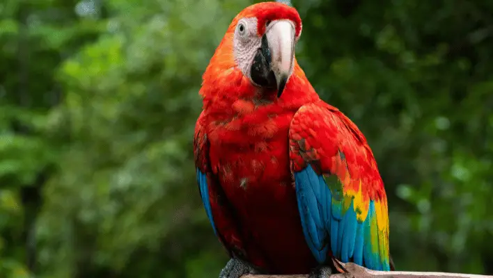 450+ Cute And Funny Parrot Names 2024