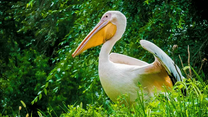 400+ Cool And Catchy Pelican Names 2024