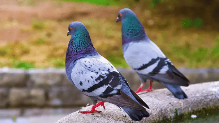 400+ Cool And Catchy Pigeon Names 2024