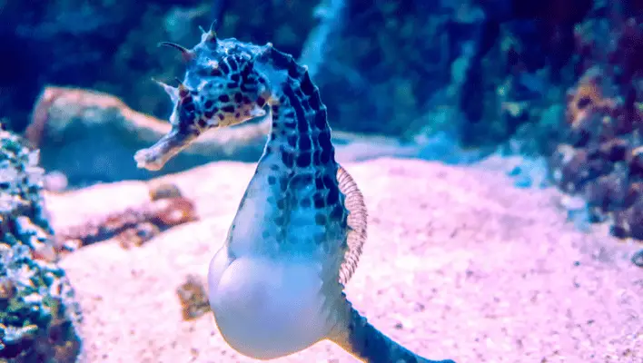 350+ Cool And Catchy Seahorse Names 2024