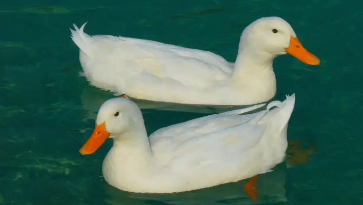 White Duck 