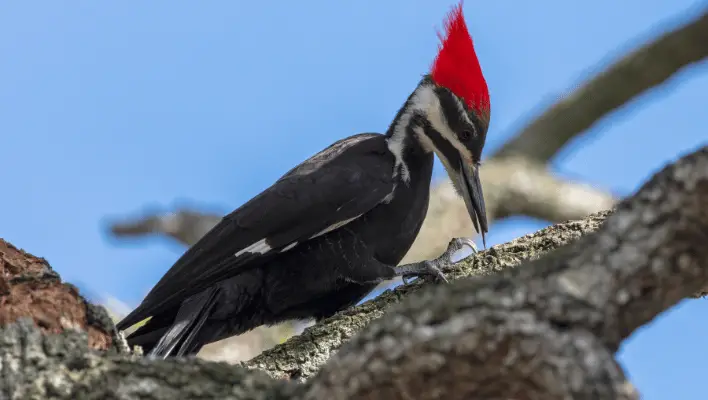 400+ Cute And Funny Woodpecker Names 2024