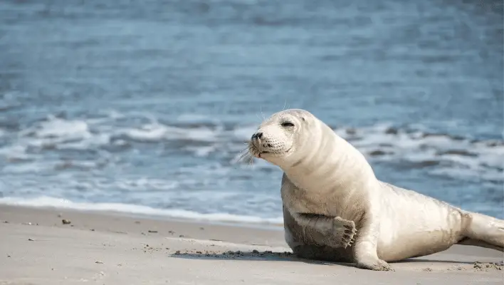 Catchy Seal Names