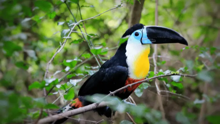 Catchy Toucan Names