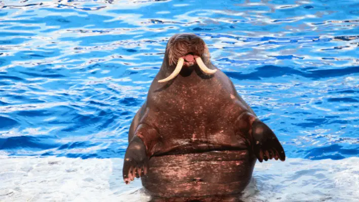 Catchy Walrus Names
