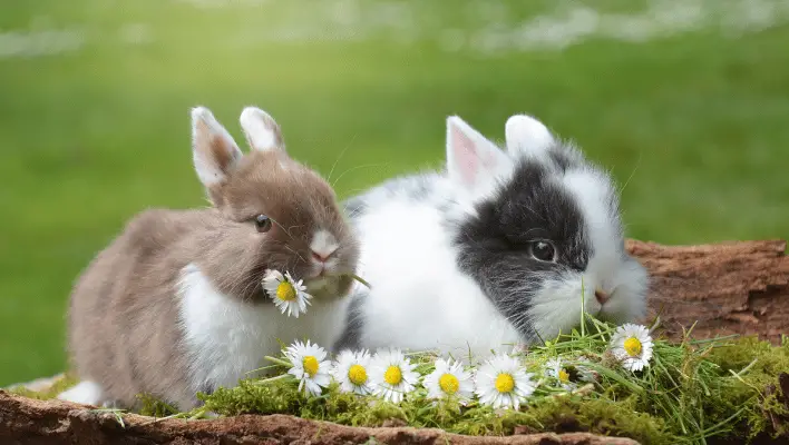 Cute Rabbit Names