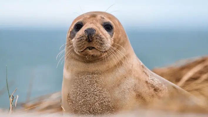 Cute Seal Names