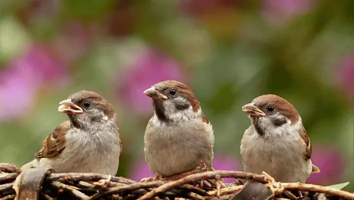 Cute Sparrow Names