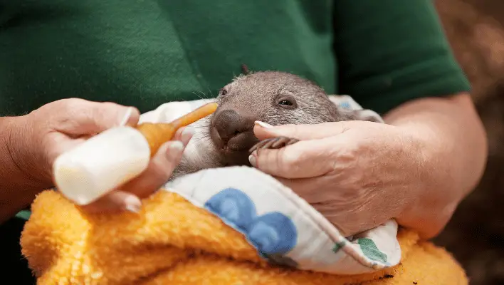 Cute wombat Names