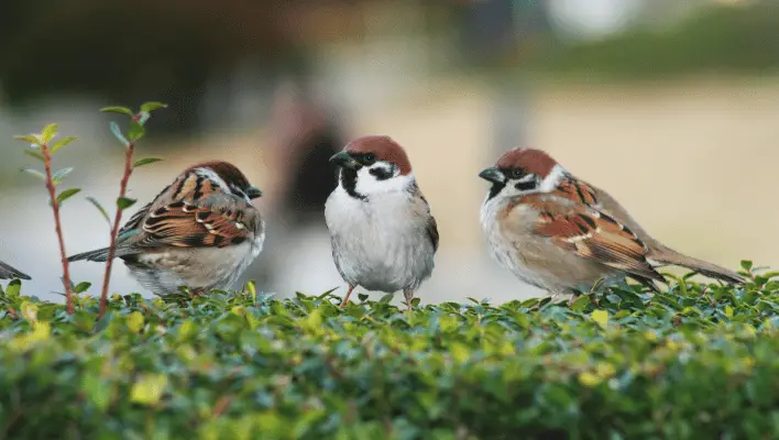 Funny Sparrow Names