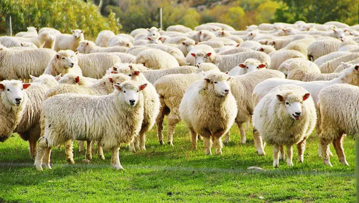Sheep Group Names