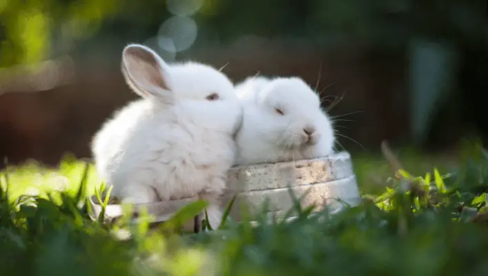 Pair Rabbit Names