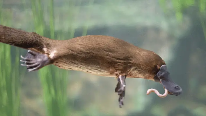 300+ Cute And Funny Platypus Names 2024