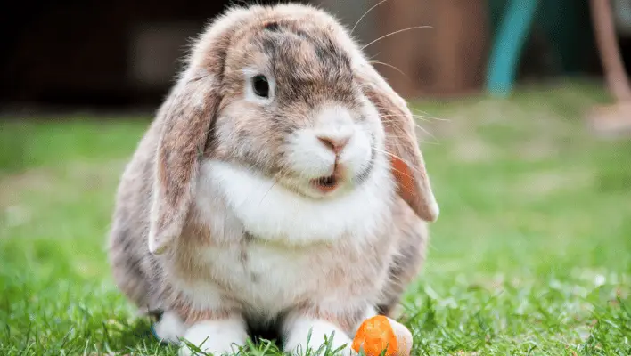 450+ Cute And Funny Rabbit Names 2024