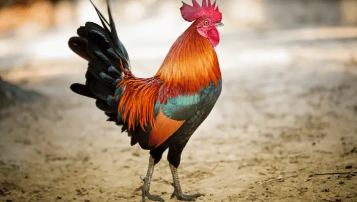 400+ Cool And Catchy Rooster Names 2024