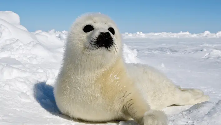 350+ Cool And Catchy Seal Names 2024