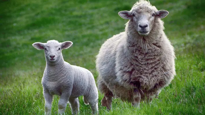 300+ Catchy Sheep Names For Your Woolly Friend 2024