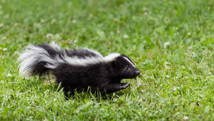 300+ Cool And Catchy Skunk Names 2024