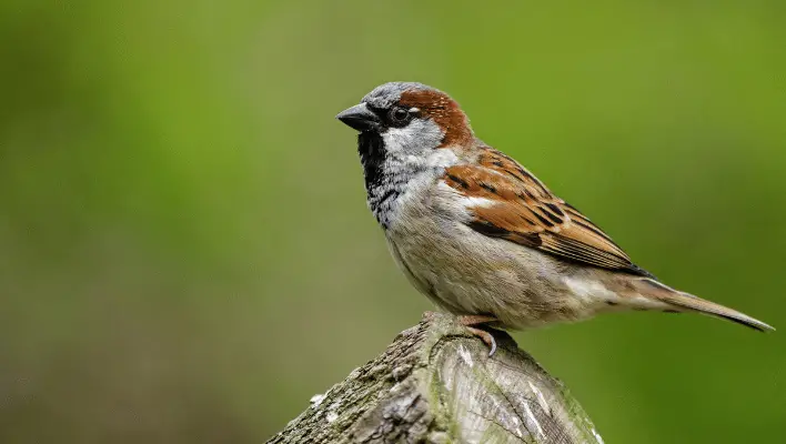 300+ Cute And Funny Sparrow Names 2024