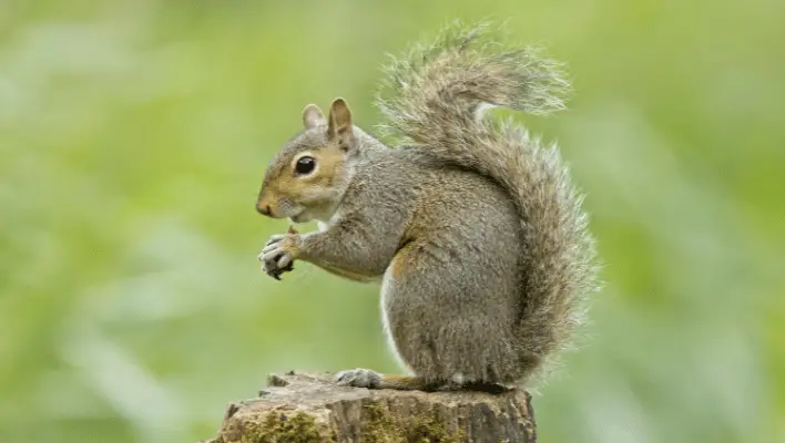 350+ Cool And Catchy Squirrel Names 2024