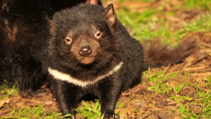 310+ Cool And Catchy Tasmanian Devil Names