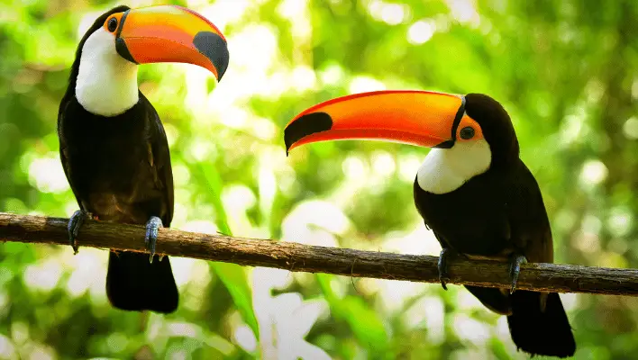 300+ Catchy Toucan Names For Your Feathered Friend 2024