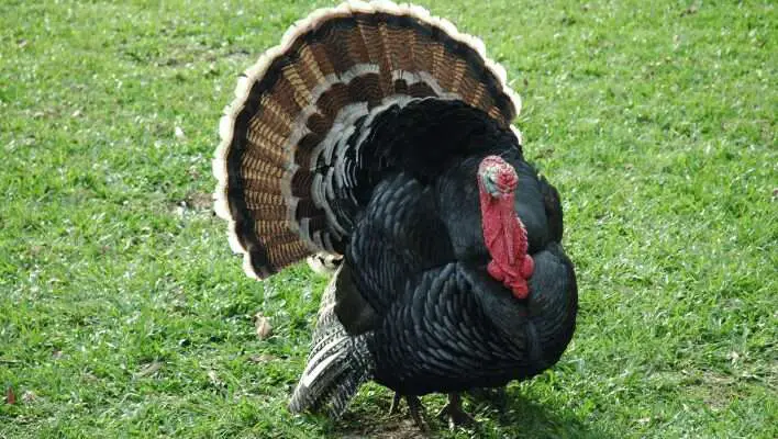 300+ Cool And Catchy Turkeys Names 2024