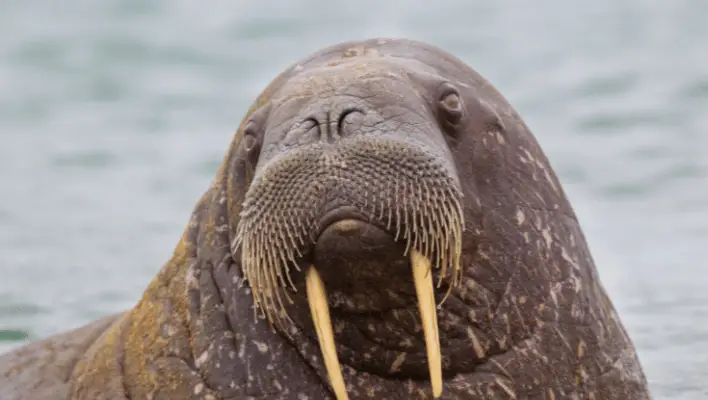 300+ Cool And Catchy Walrus Names 2024