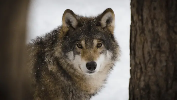 300+ Cool And Catchy Wolf Names For Your Pet 2024