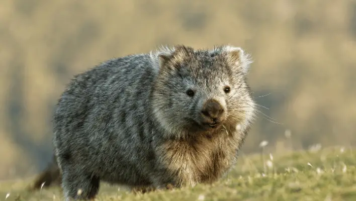 300+ Cool And Catchy Wombat Names 2024