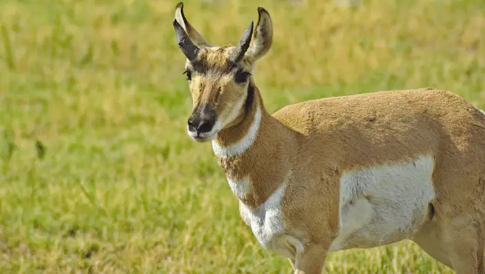 300+ Cool And Catchy Antelope Names Ideas