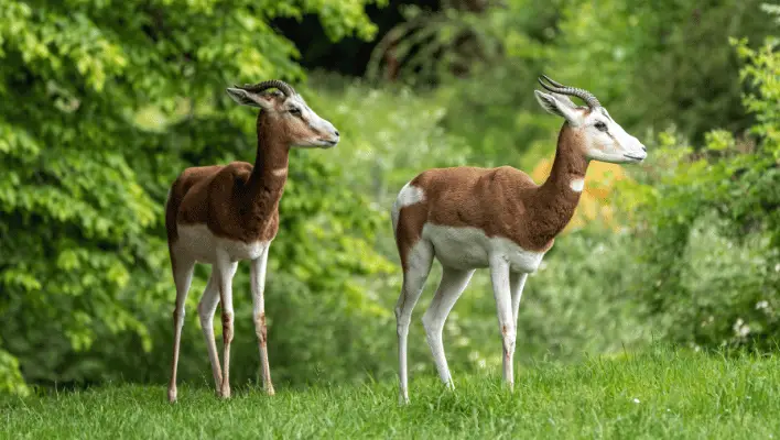 Baby Gazelle Names