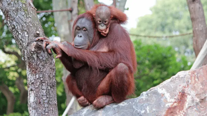 Baby Orangutan Names