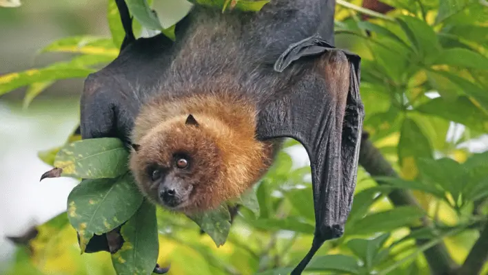 500+ Catchy Bat Names For Your Night Friend