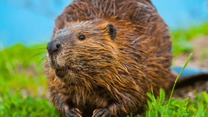 500+ Cool And Catchy Beaver Names With Generator