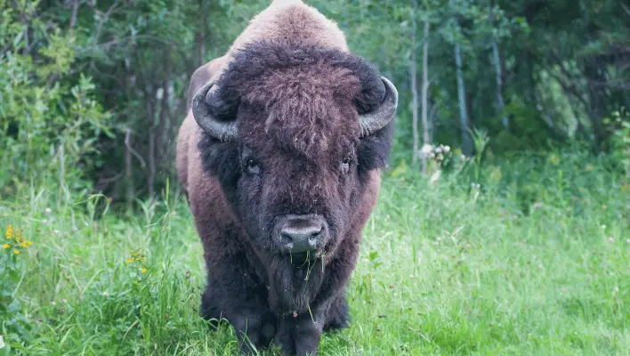 300+ Catchy Bison Names For Your Strong Pet 2024