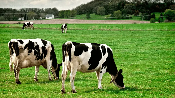 Black And White Cow Names