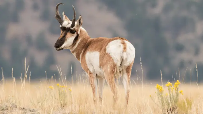 Catchy Antelope Names