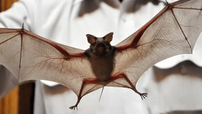 Baby Bat Names