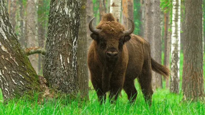 Catchy Bison Names