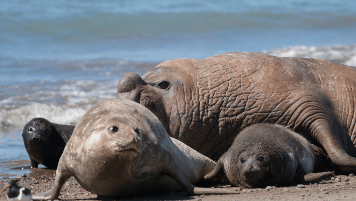 Catchy Elephant Seal Names