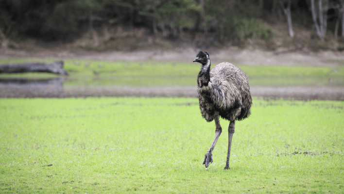 Badass Emu Names
