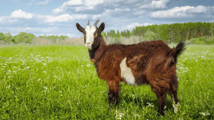 Catchy Goat Names 