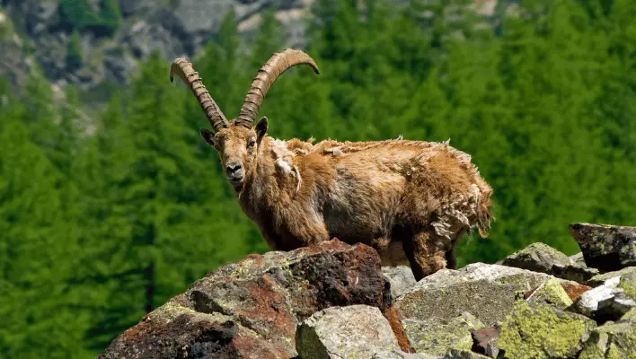 Catchy Male Ibex Names