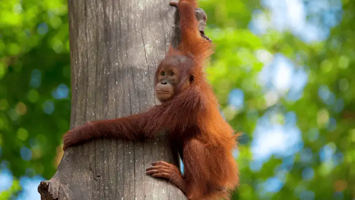 Catchy Orangutan Names