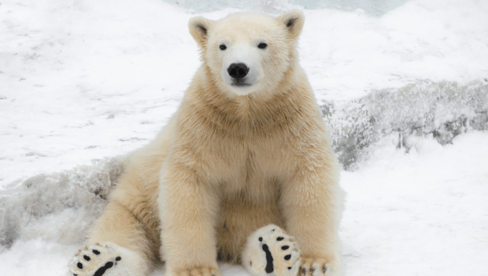 Nicknames For polar Bears